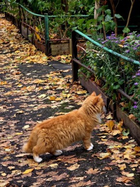 Недавно на прогулке был замечен кот, который на кого-то смотрел Но рядом никого не было видно! Даже стало страшно