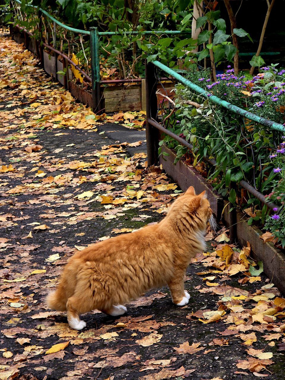 Недавно на прогулке был замечен кот, который на кого-то смотрел Но рядом никого не было видно! Даже стало страшно
