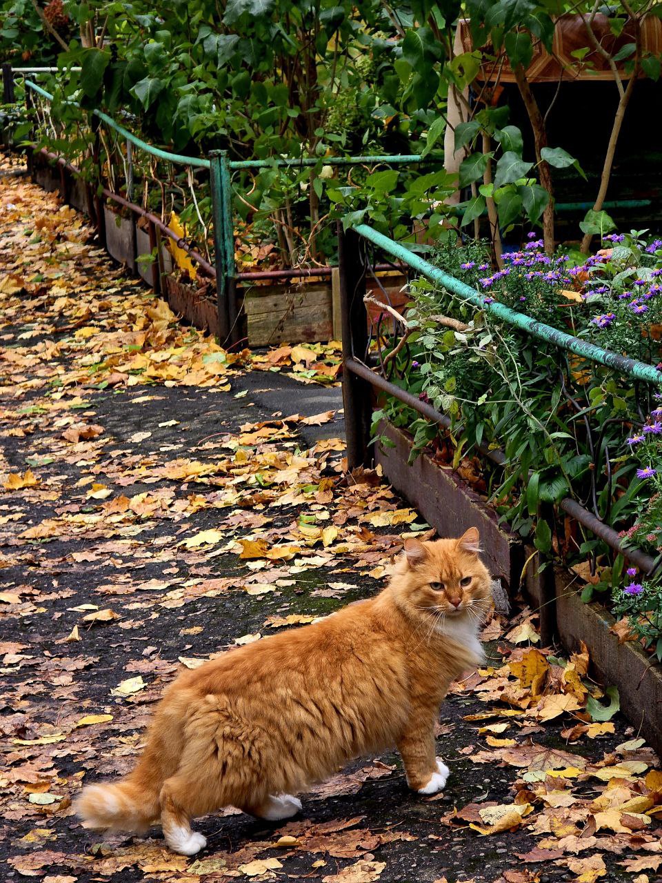 Недавно на прогулке был замечен кот, который на кого-то смотрел Но рядом никого не было видно! Даже стало страшно Недавно на прогулке был замечен кот, который на кого-то смотрел Но рядом никого не было видно! Даже стало страшно