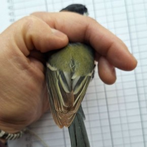 Доброе утро, друзья!. Калининградские орнитологи показали большую синицу (Parus major) с абберантной окраской