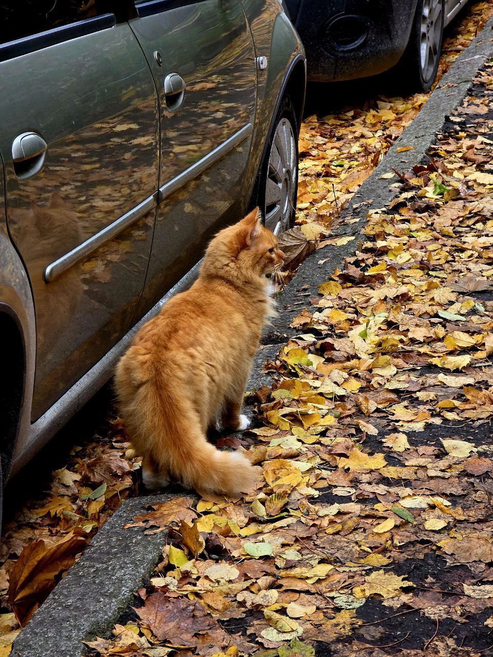 Недавно на прогулке был замечен кот, который на кого-то смотрел Но рядом никого не было видно! Даже стало страшно Недавно на прогулке был замечен кот, который на кого-то смотрел Но рядом никого не было видно! Даже стало страшно