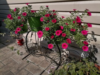 Декабрьские заботы садоводов: что планировать и чего избегать