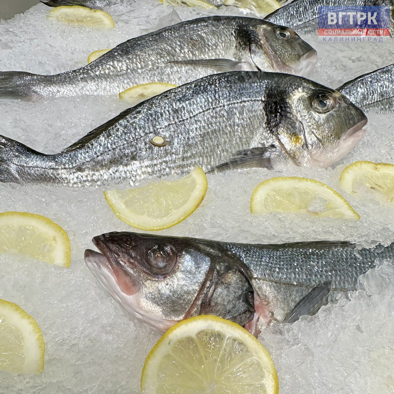 Более 800 тонн рыбы проконтролировано при ввозе в Калининградскую область