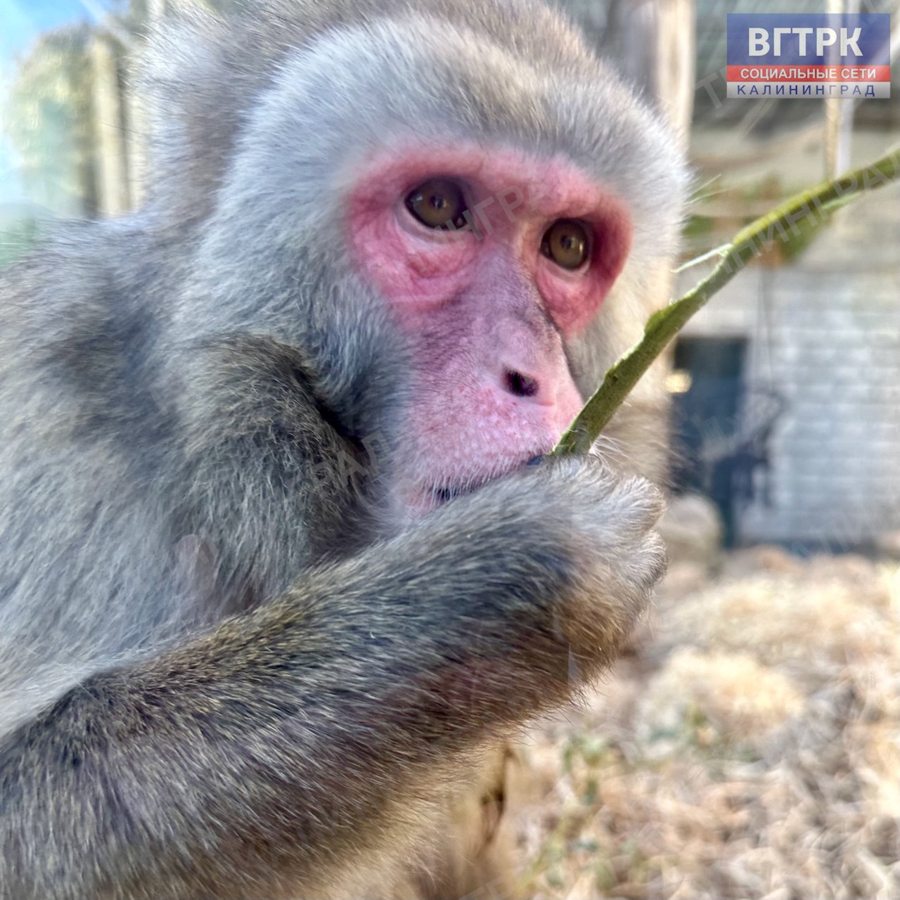 «Приматы: секреты их повседневной жизни» «Приматы: секреты их повседневной жизни»