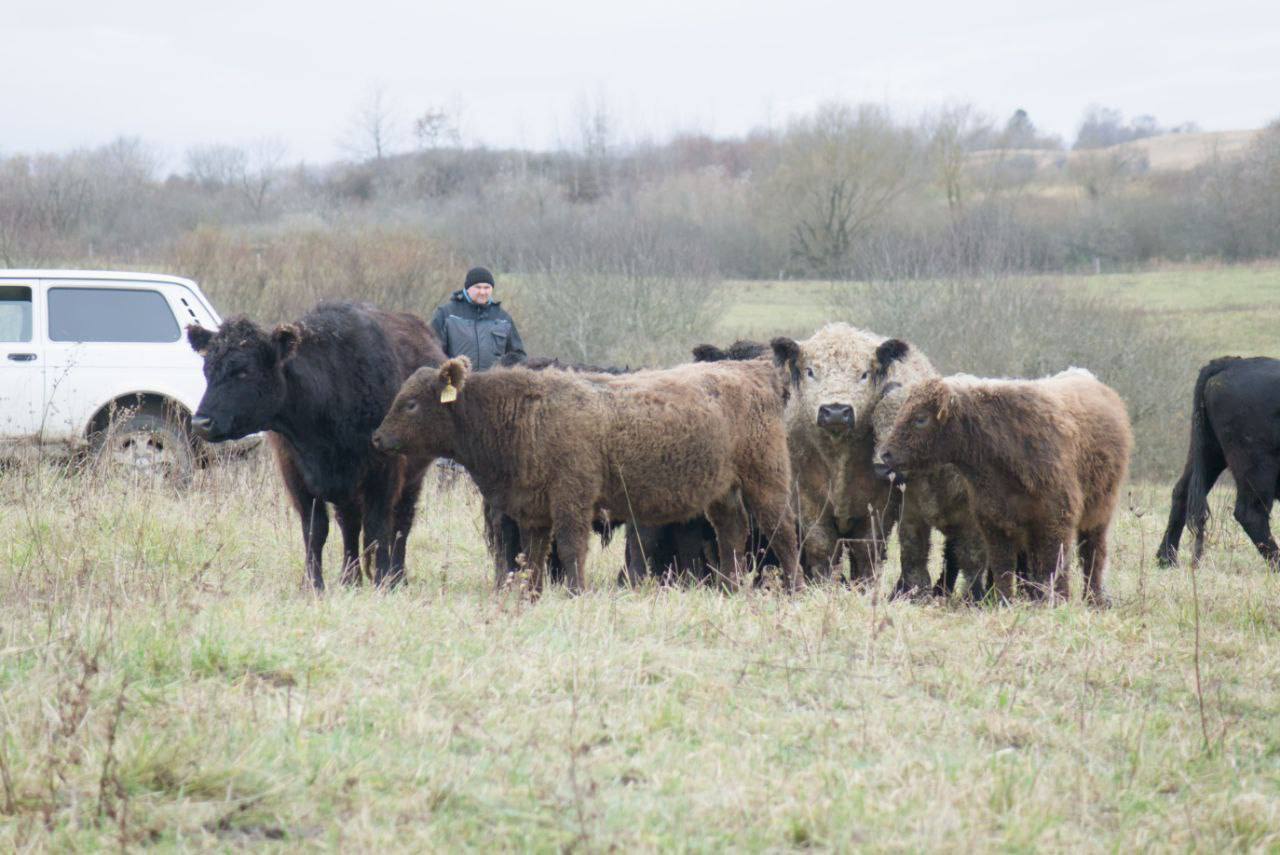 В Калининградскую область завезли первую партию необычных коров