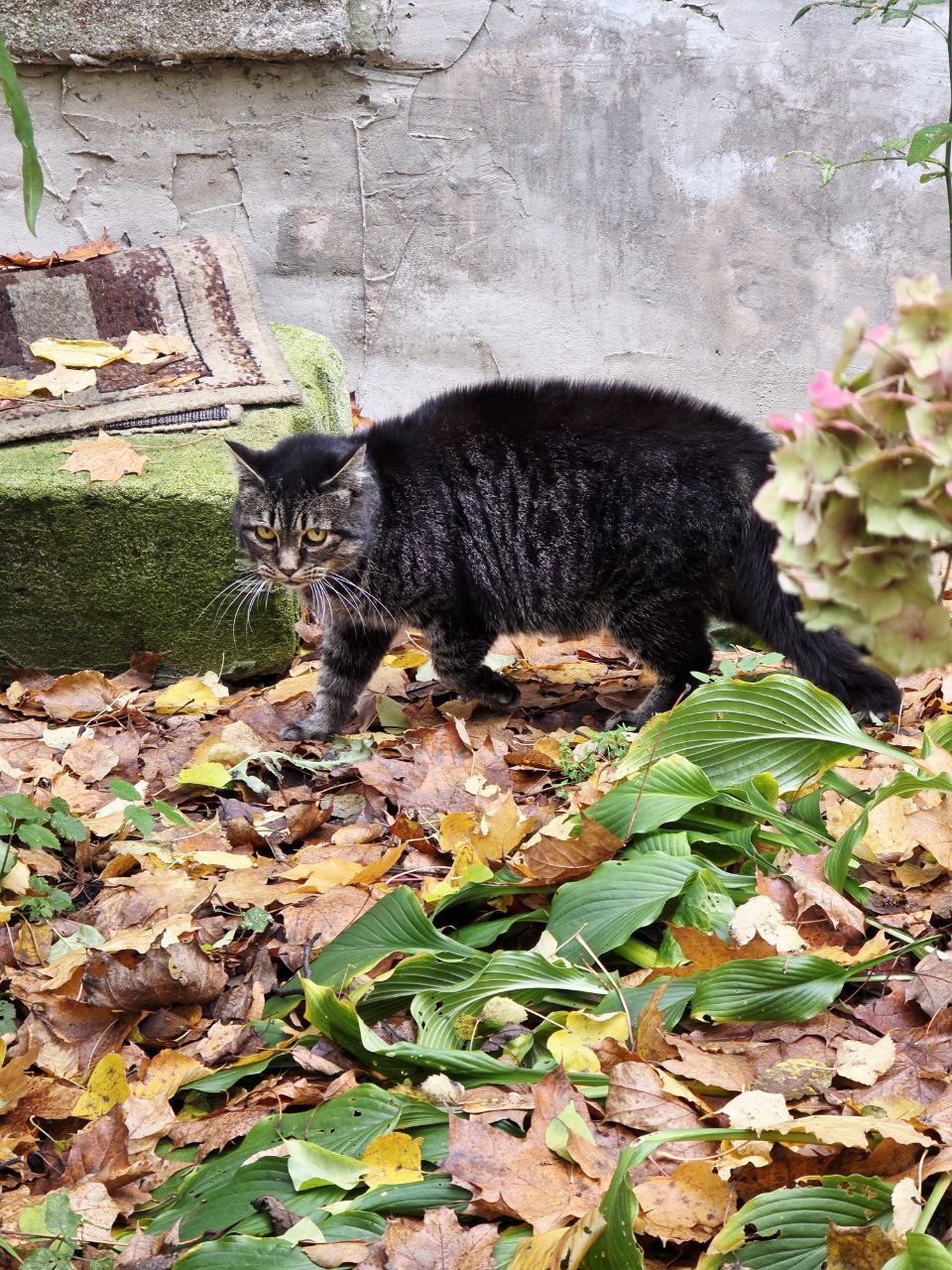 Недавно на прогулке был замечен кот, который на кого-то смотрел Но рядом никого не было видно! Даже стало страшно Недавно на прогулке был замечен кот, который на кого-то смотрел Но рядом никого не было видно! Даже стало страшно
