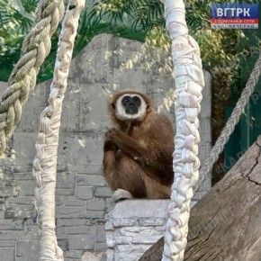 «Приматы: секреты их повседневной жизни»