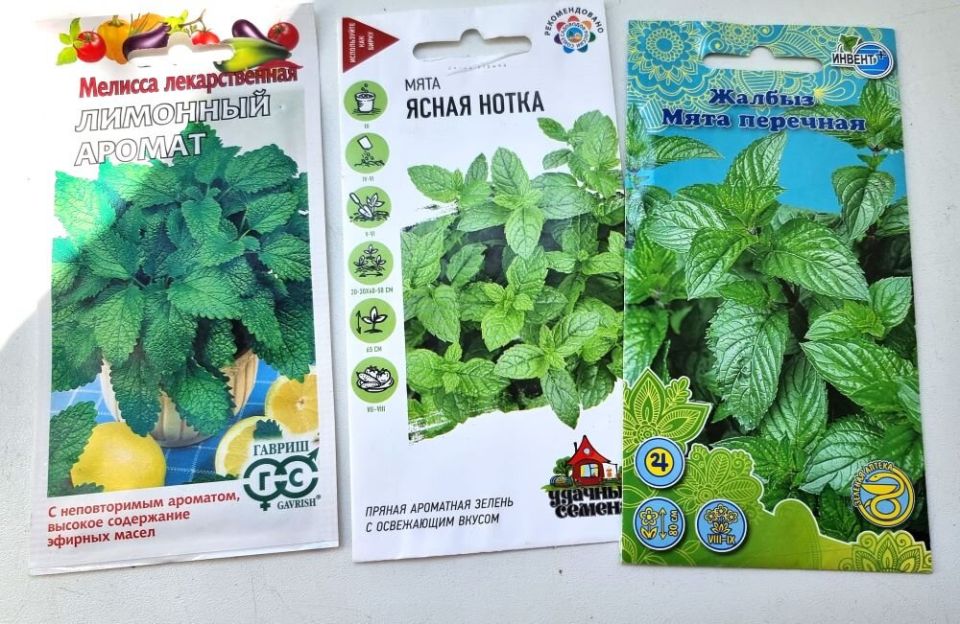 Ароматные травы для вашего огорода