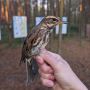 Доброе утро, друзья!. Калининградские орнитологи показали дрозда-белобровика (Turdus iliacus)