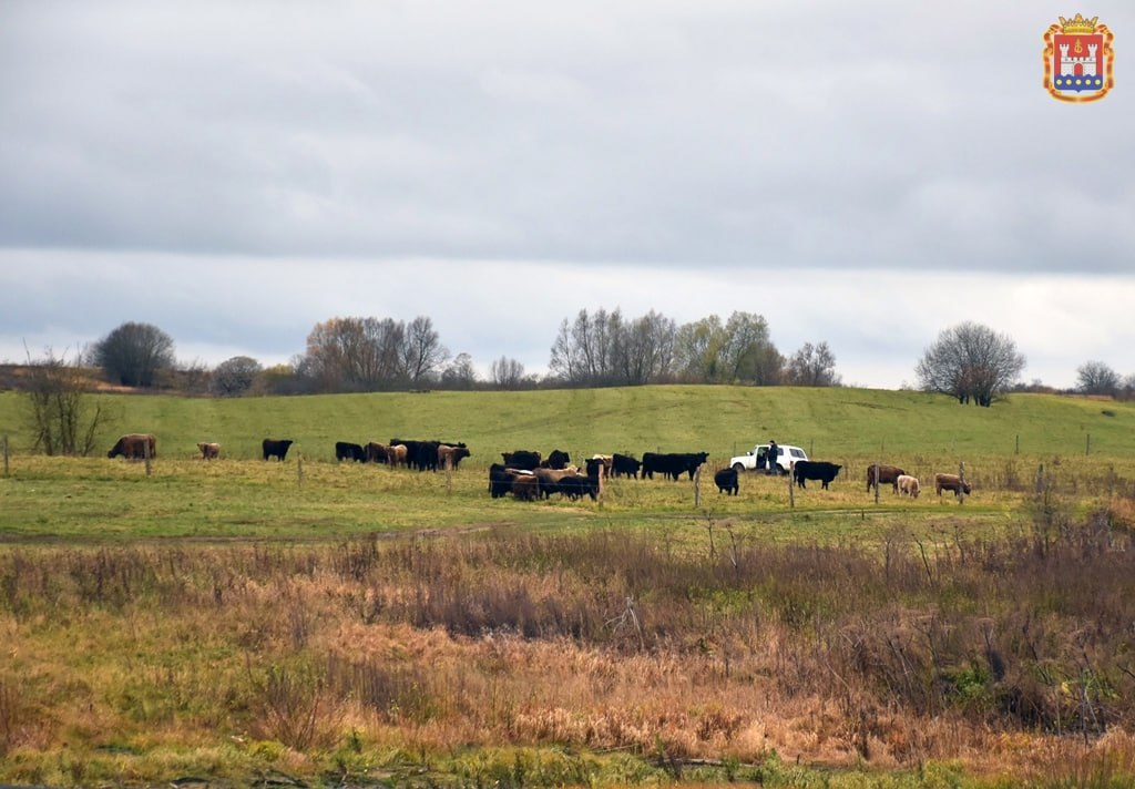 Норвежский инвестор завёз под Озёрск добывающих траву из-под снега коров Норвежский инвестор завёз под Озёрск добывающих траву из-под снега коров
