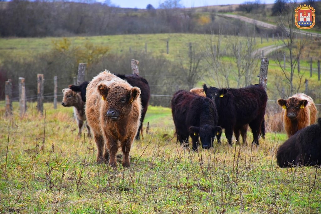 Норвежский инвестор завёз под Озёрск добывающих траву из-под снега коров Норвежский инвестор завёз под Озёрск добывающих траву из-под снега коров