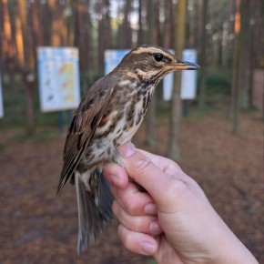 Доброе утро, друзья!. Калининградские орнитологи показали дрозда-белобровика (Turdus iliacus)