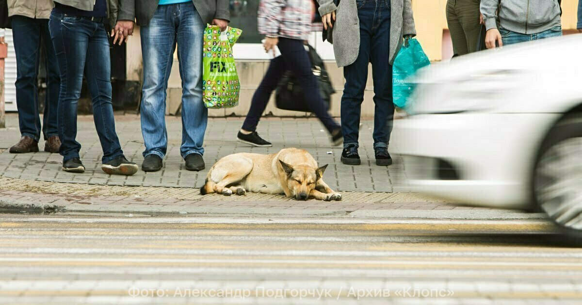 В Мамоново будут очищать улицы от бездомных животных
