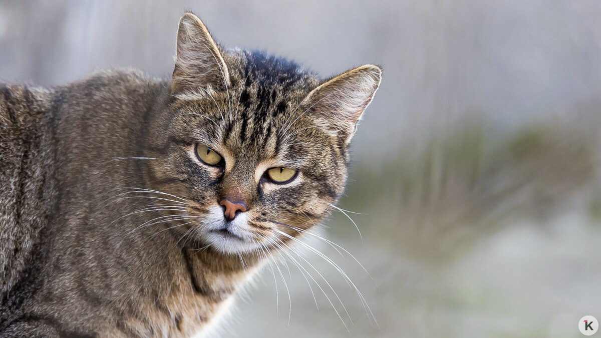 На Украине возмутились русскоязычной рекламой кошачьего корма