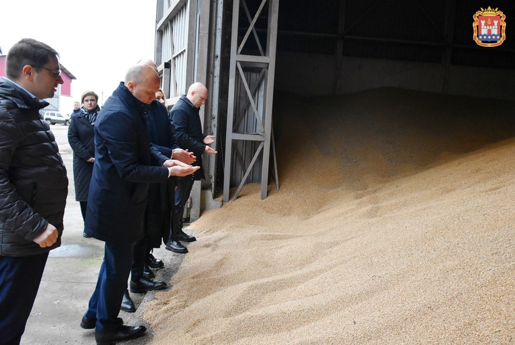 Норвежский инвестор завёз под Озёрск добывающих траву из-под снега коров Норвежский инвестор завёз под Озёрск добывающих траву из-под снега коров