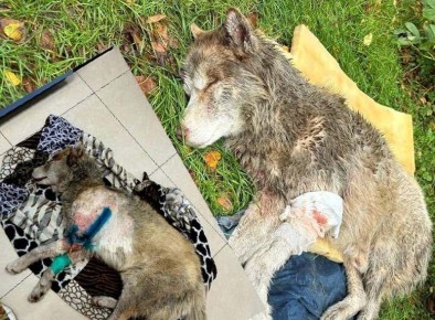 В Черняховске разорвавший пса продолжает наводить ужас на окружающих