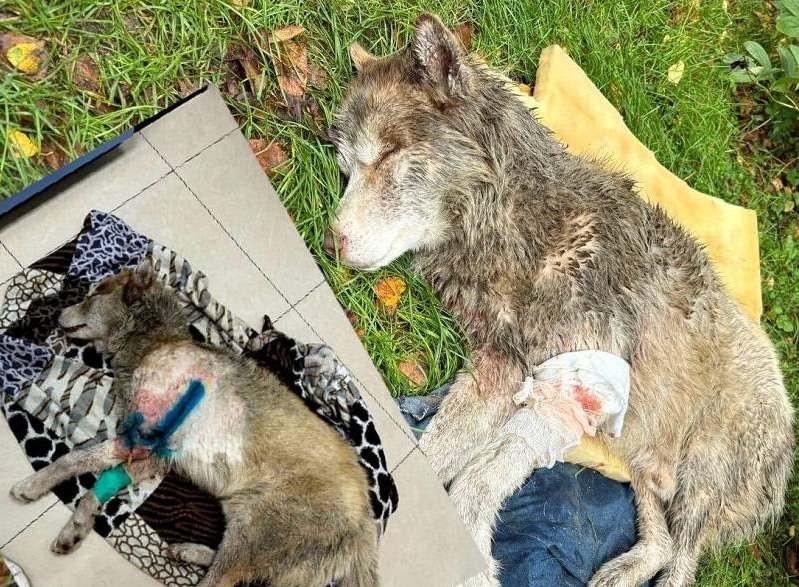 В Черняховске разорвавший пса продолжает наводить ужас на окружающих