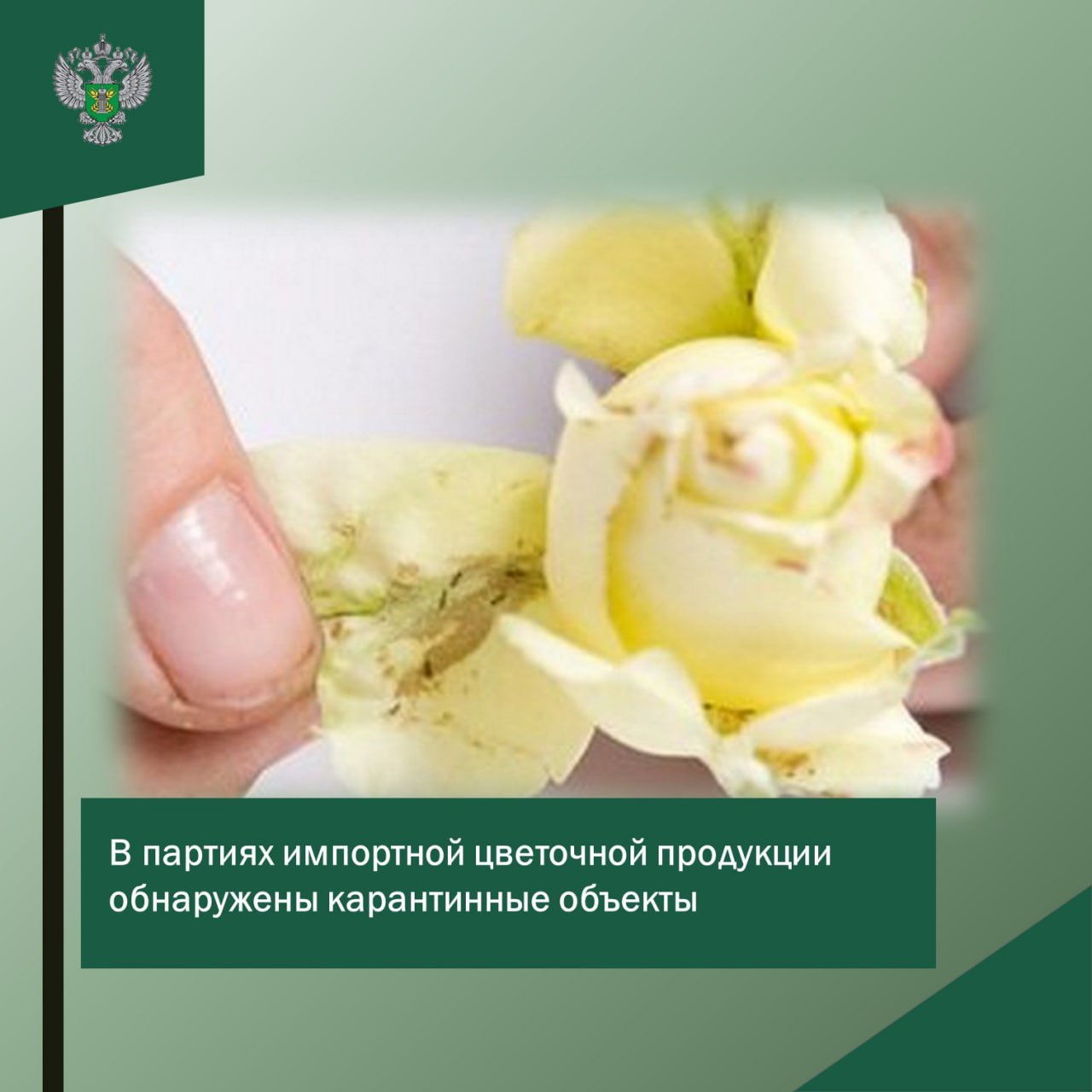 В Калининграде не пропустили заражённые цветы из Литвы