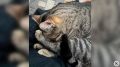 Заболевшего кота Бориса из калининградского кафе удалось выходить благодаря читателям «Клопс»