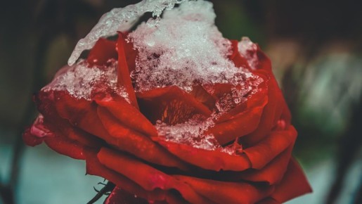 Нужно ли сильнее утеплять розы при похолодании: агроном дал подробный ответ