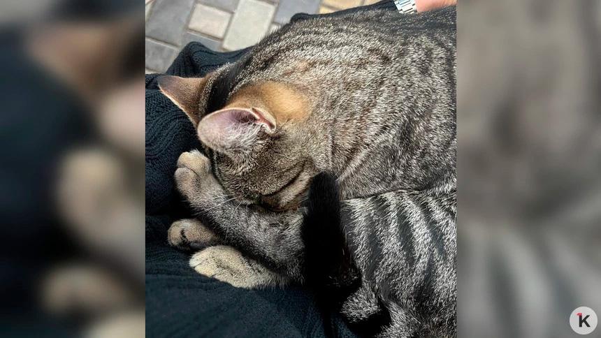 Заболевшего кота Бориса из калининградского кафе удалось выходить благодаря читателям «Клопс»