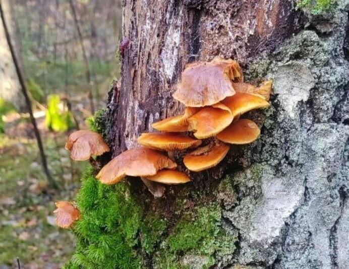 Поздние опята радуют калининградских грибников последними урожаями сезона Поздние опята радуют калининградских грибников последними урожаями сезона