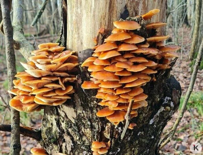 Поздние опята радуют калининградских грибников последними урожаями сезона Поздние опята радуют калининградских грибников последними урожаями сезона