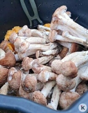 Поздние опята радуют калининградских грибников последними урожаями сезона