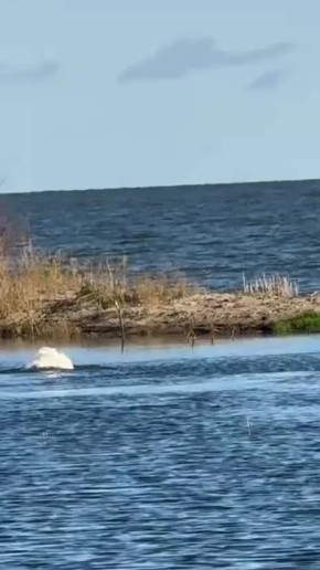 Взбодримся, глядя на этого красавца