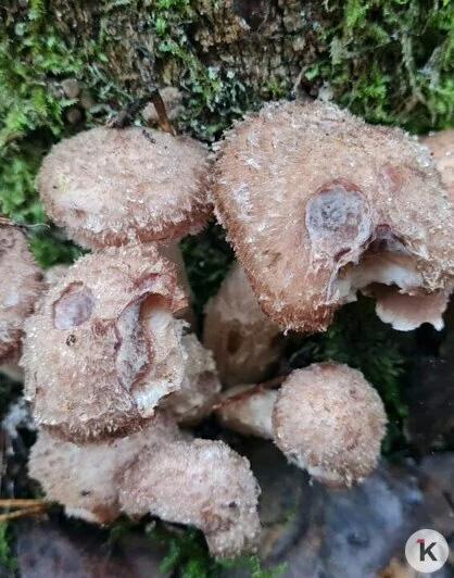 Поздние опята радуют калининградских грибников последними урожаями сезона Поздние опята радуют калининградских грибников последними урожаями сезона