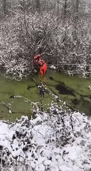 В МЧС показали, как в Полесском районе 10 спасателей вытащили из болота переночевавшего в лесу мужчину
