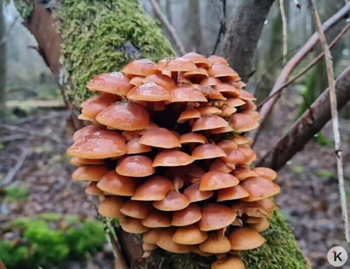 Поздние опята радуют калининградских грибников последними урожаями сезона Поздние опята радуют калининградских грибников последними урожаями сезона