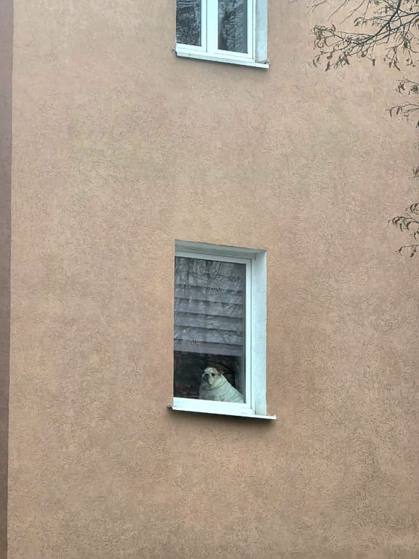 Этот дружок каждый день сидит на подоконнике и разглядывает улицу