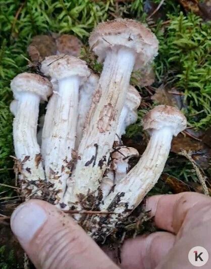 Поздние опята радуют калининградских грибников последними урожаями сезона Поздние опята радуют калининградских грибников последними урожаями сезона