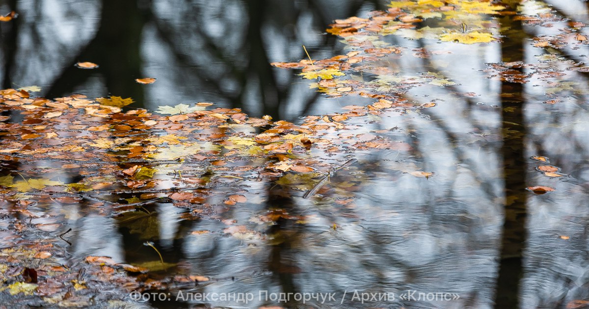 Дождь, туман и мокрый снег: синоптики спрогнозировали погоду в Калининграде и области на вторник