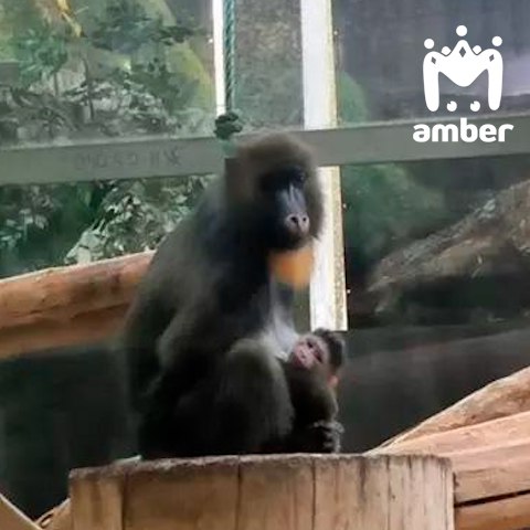 Мандрил родился в калининградском зоопарке Мандрил родился в калининградском зоопарке