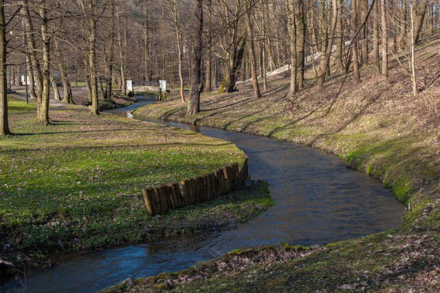 Для расчистки участка Паркового ручья в Калининграде намерены вырубить 177 деревьев