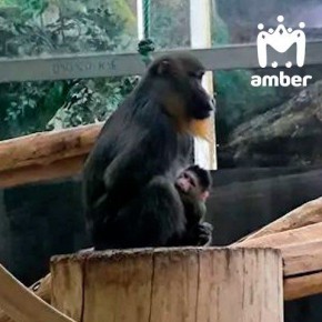 Мандрил родился в калининградском зоопарке