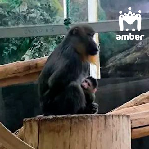 Мандрил родился в калининградском зоопарке