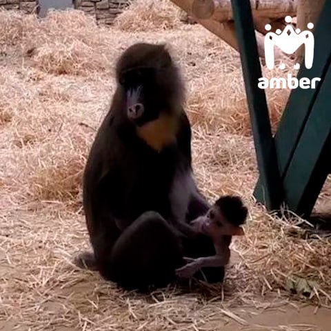 Мандрил родился в калининградском зоопарке Мандрил родился в калининградском зоопарке