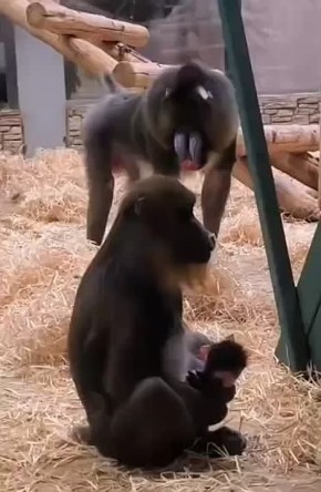 «Маленький, лопоухий и очень смешной»: в Калининградском зоопарке родился детёныш мандрила