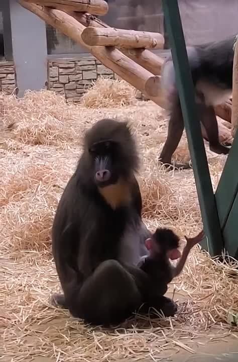 «Лопоухий, маленький и очень смешной»: первого калининградского мандрила покажут посетителям зоопарка