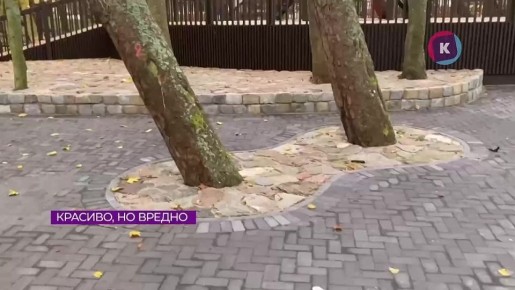 Реконструкция площадки в Зеленоградске может закончиться гибелью деревьев