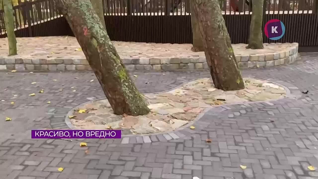 Реконструкция площадки в Зеленоградске может закончиться гибелью деревьев