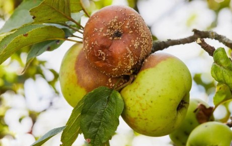 Гнили плодов: как справиться и что с ними делать