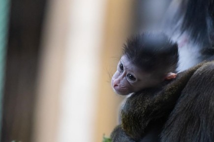 Фоторепортаж о жизни семейства мандрилов из Калининградского зоопарка