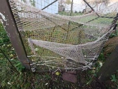 В Рыбачьем на Куршской косе стадо кабанов выломало забор, чтобы поживиться корешками и яблоками