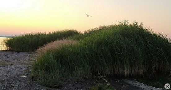 В Финляндии предложили восстановить осушенные болота на границе с Россией