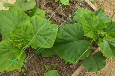 Борьба с мучнистой росой на огурцах: советы и эффективные методы защиты