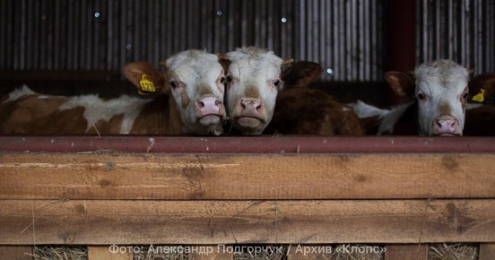 Пока ещё тёлки: в Казахстан на заработки отправились 330 калининградских бурёнок